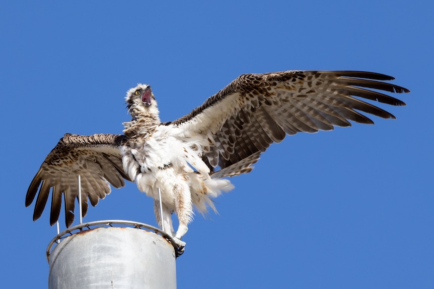 An osprey on top of a pole. 