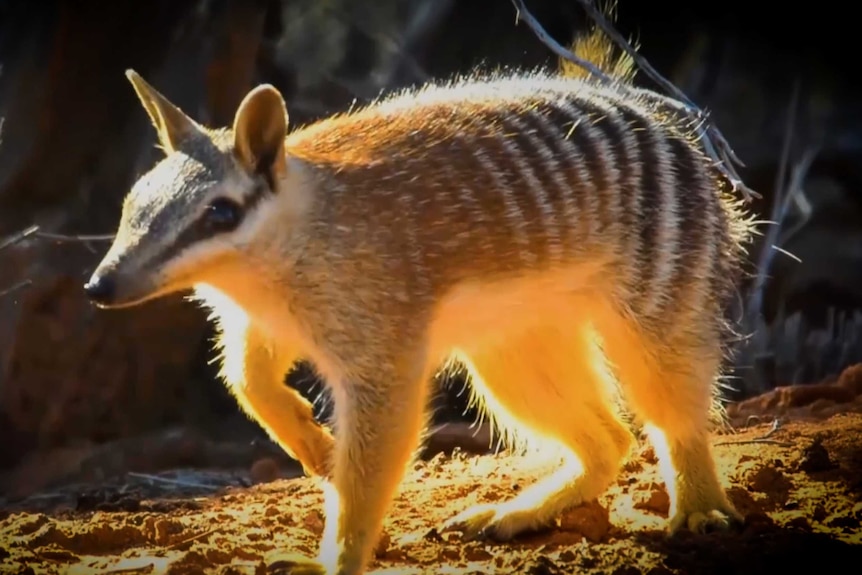 Striped numbat looking at camera