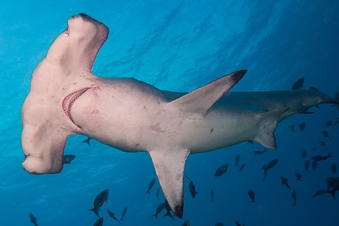 A scalloped hammerhead shark from underneath