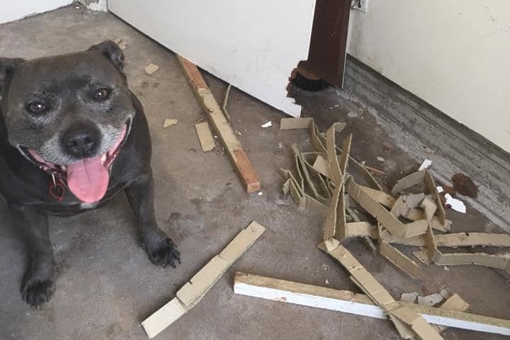 a dog smiles at the camera with a damaged door next to her