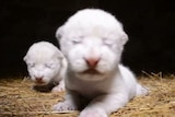 white lion cubs