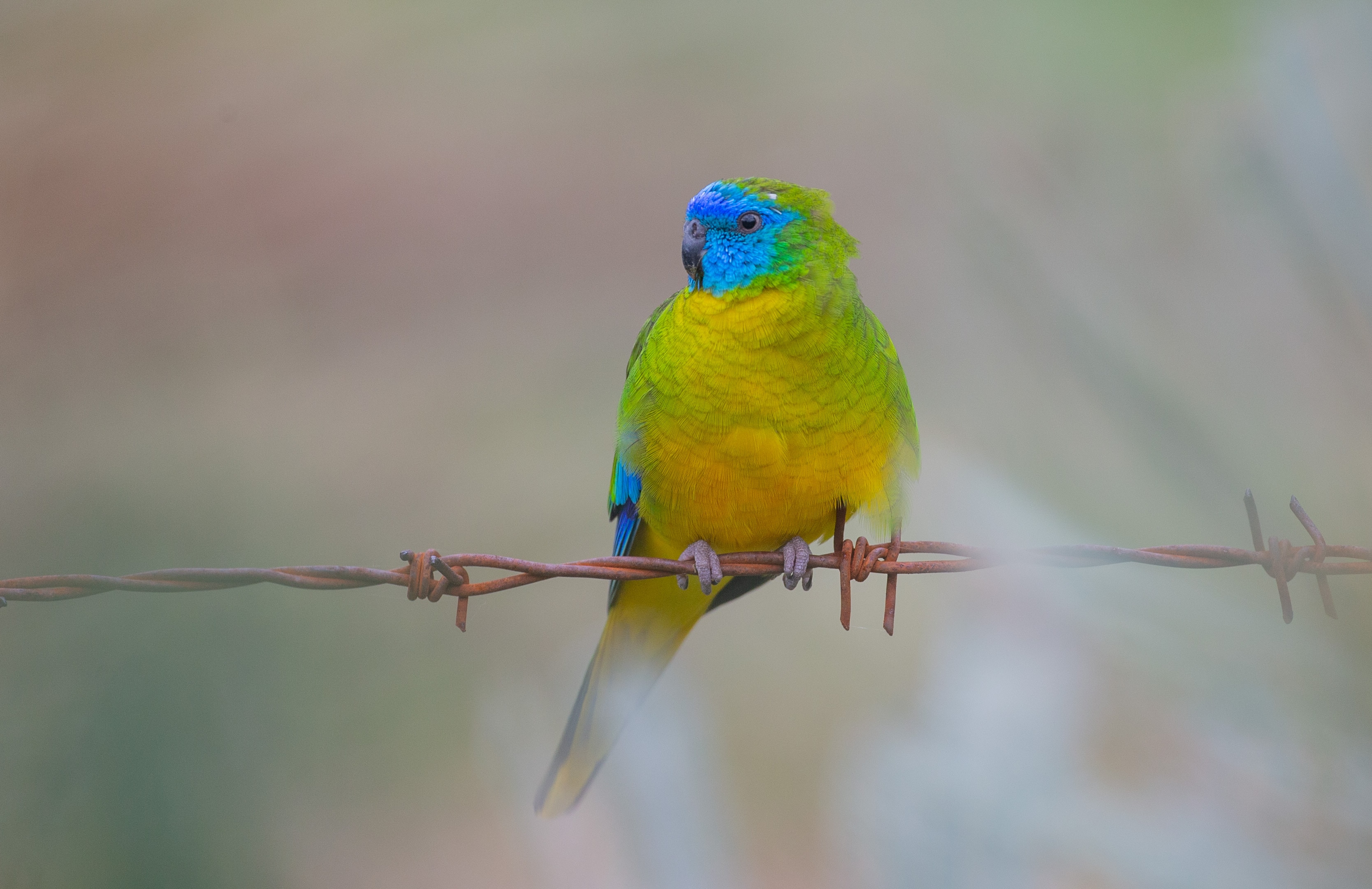 Green, yellow and turquoise parrot perched on barbed wire.