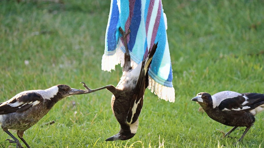 Complex social play among 3 juvenile magpies
