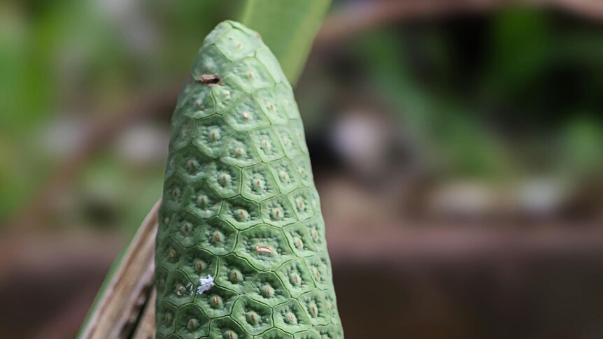 One single Monstera deliciosa fruit in front of a stalk