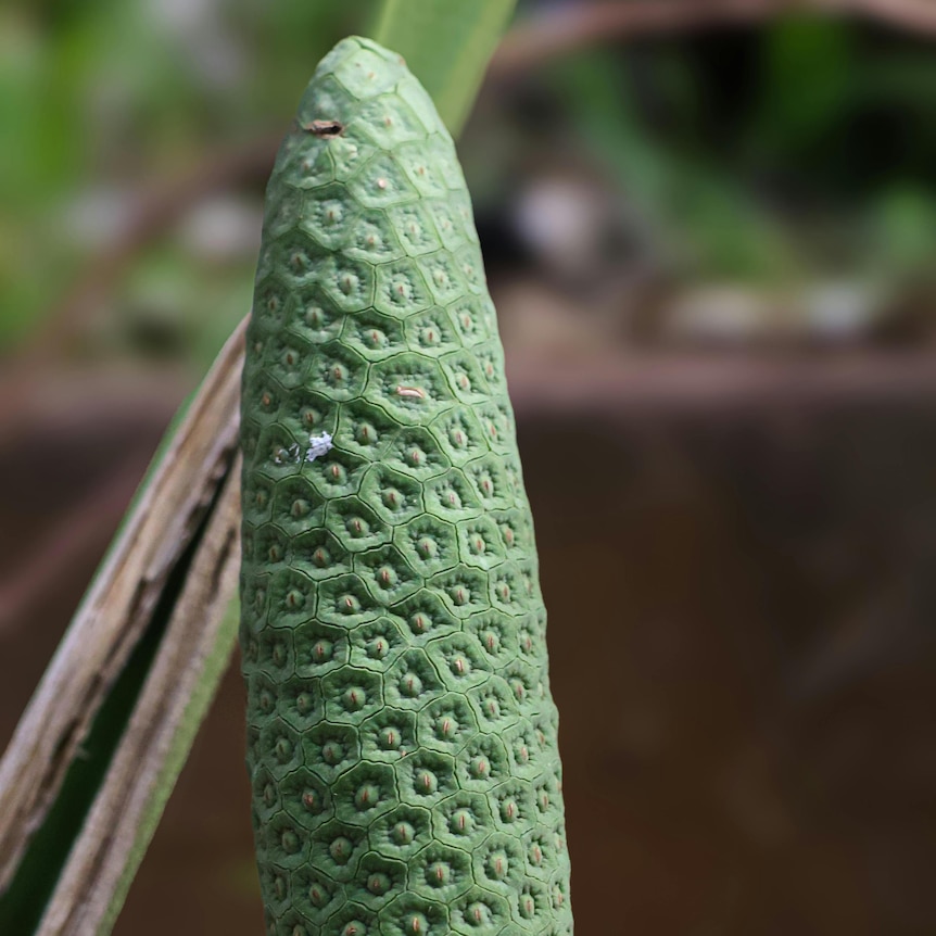 One single Monstera deliciosa fruit in front of a stalk
