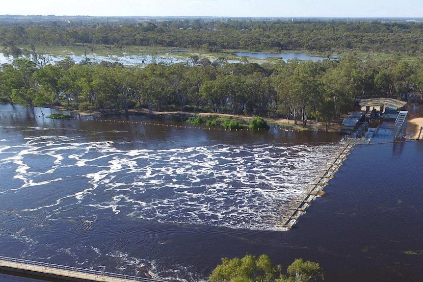 Blackwater at lock 5, Renmark