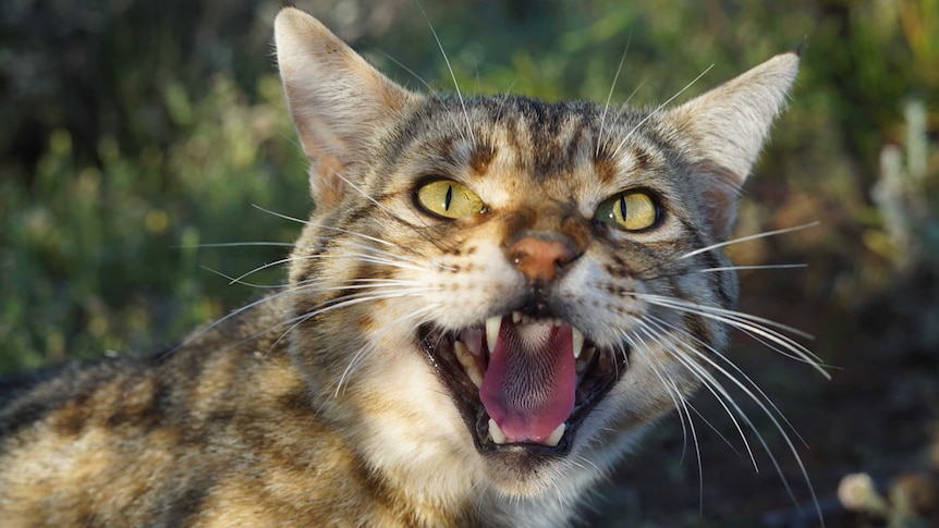 A close up of a feral cat snarling at the camera.