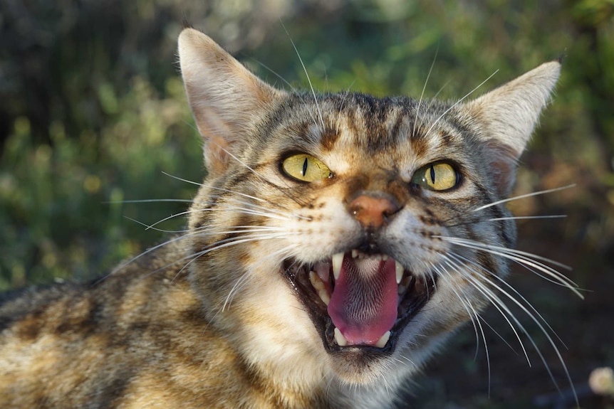 A close-up of a feral cat snarling at the camera.