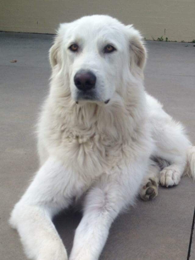 A maremma sitting on the ground