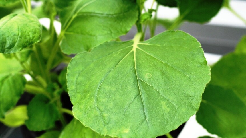 Leaf detail, Benth (Nicotiana benthamiana)