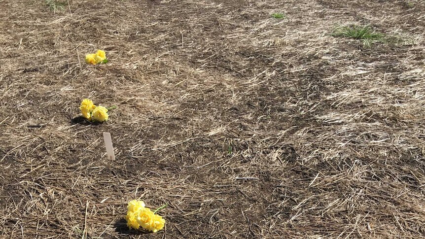 Yellow flowers on the ground next to markers.