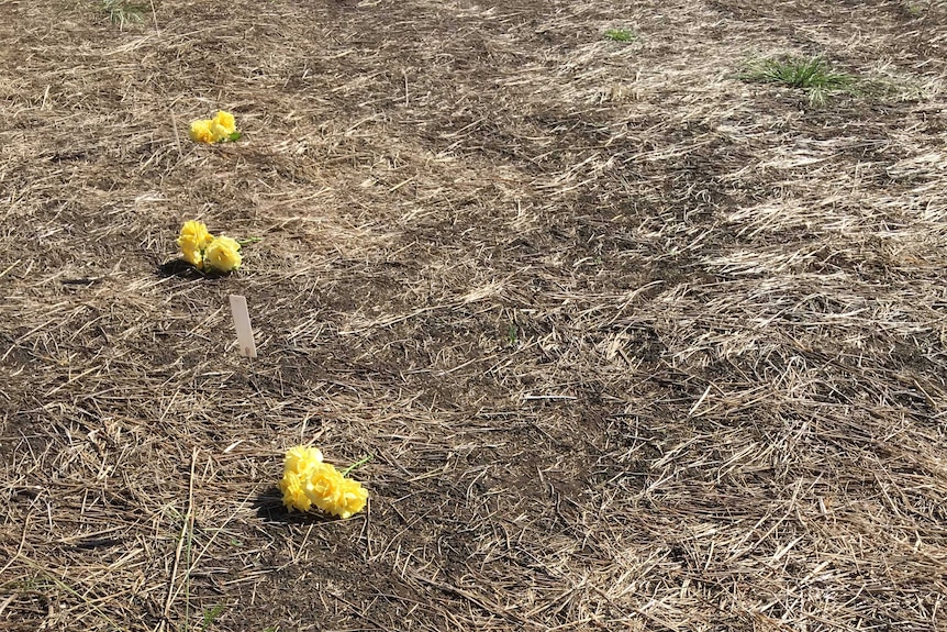 Yellow flowers on the ground next to markers.