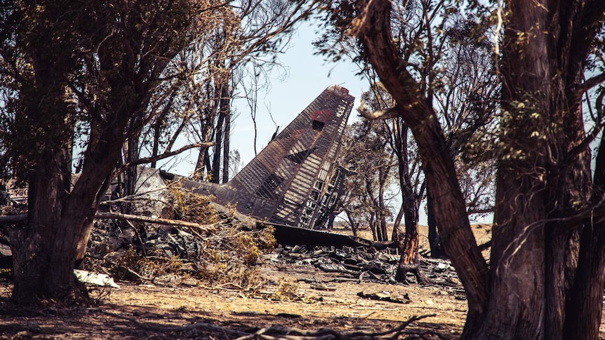 a destroyed plane gleamed through trees