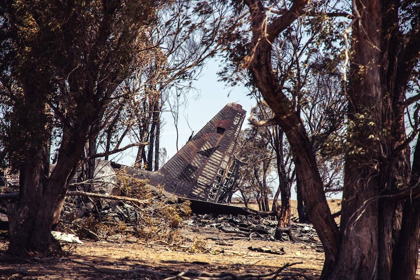 a destroyed plane gleamed through trees