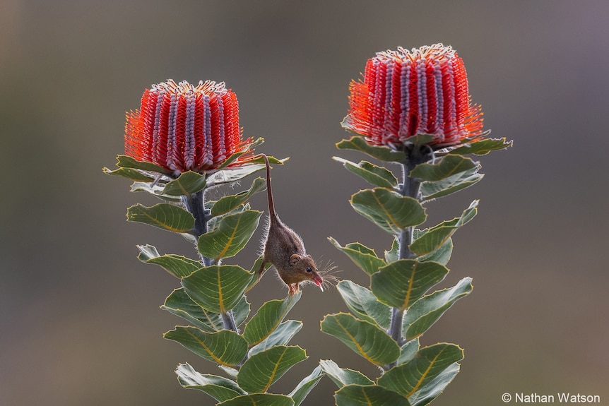 A tiny honey possum hangs off a banksia flower by its tail