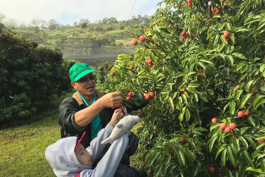 A man and his son pick lychees from a tree