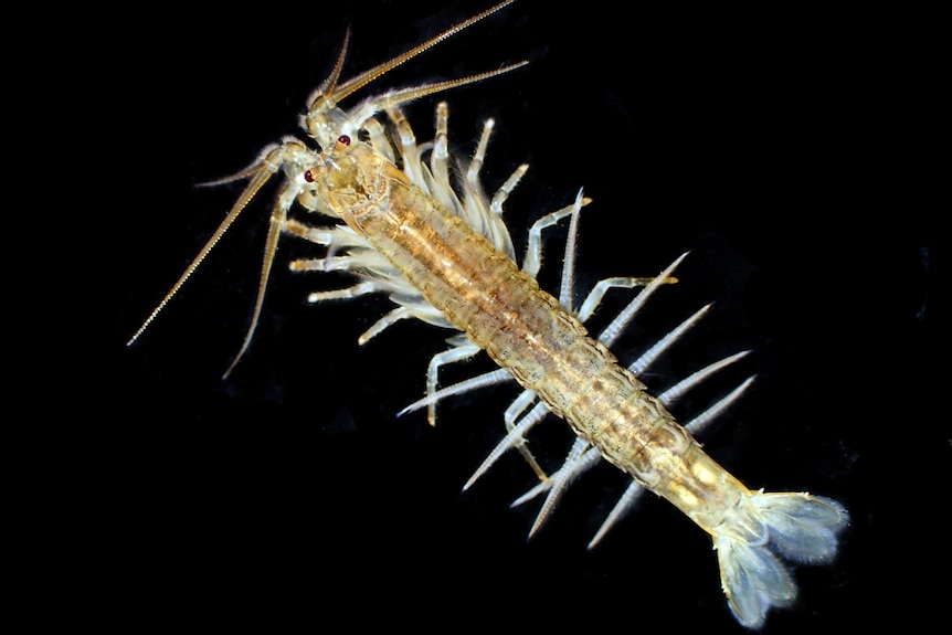 a small yellowish crustacean