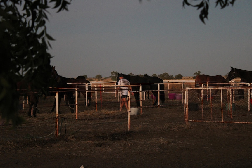 A man walks between horse pens at dawn.