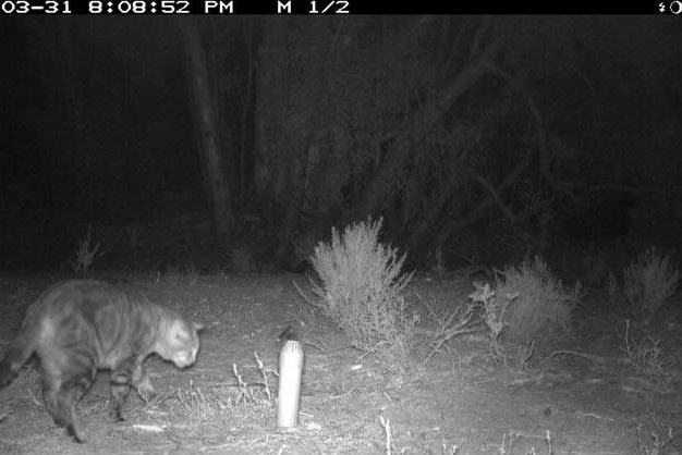 A feral cats have been snapped on camera during a 3-month survey at Boolcoomatta nature reserve.