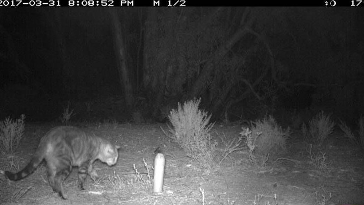 A feral cats have been snapped on camera during a 3-month survey at Boolcoomatta nature reserve.