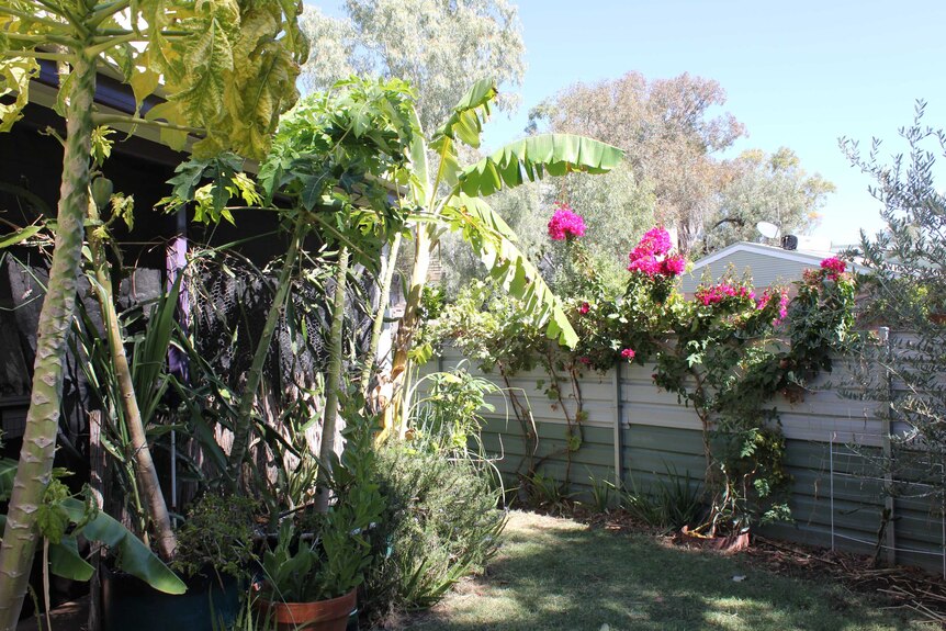 photo of a backyard with tropical plants along the fence and house.