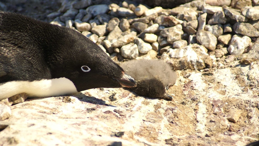 Dead adelie chick with adult bird