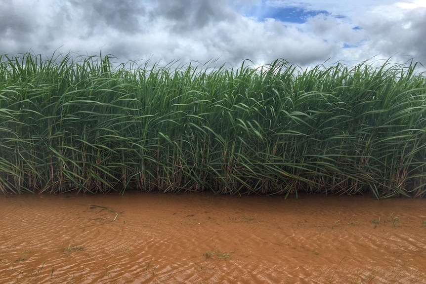 Sugar cane in flood waters