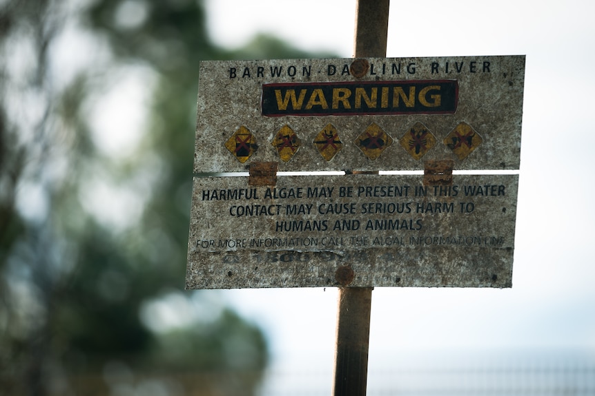 A warning sign for algae on a wooden pole.