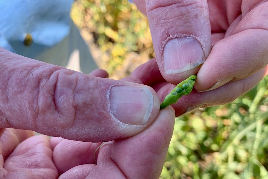 Hands hold on to a tiny green pod with small mustard seeds inside it.