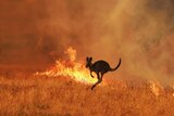 A kangaroo skips through flames in a field
