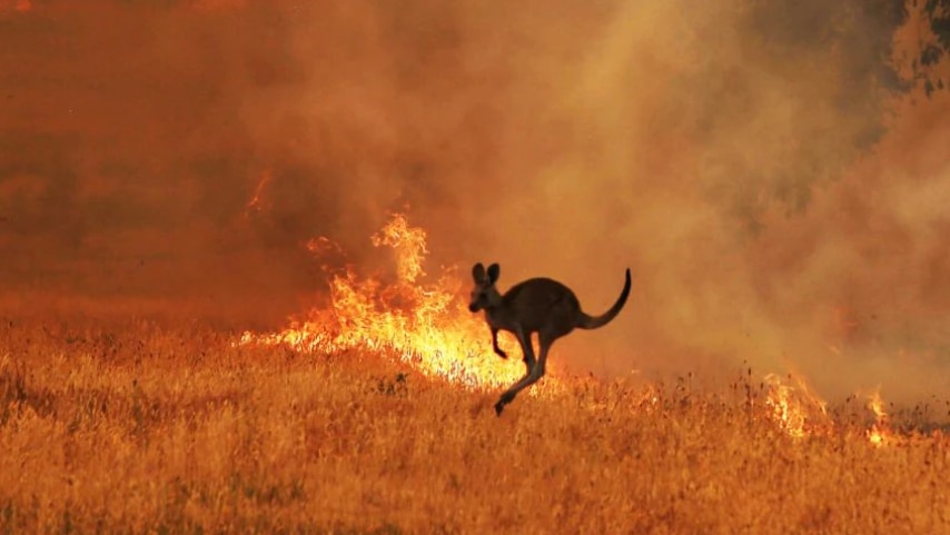 A kangaroo skips through flames in a field