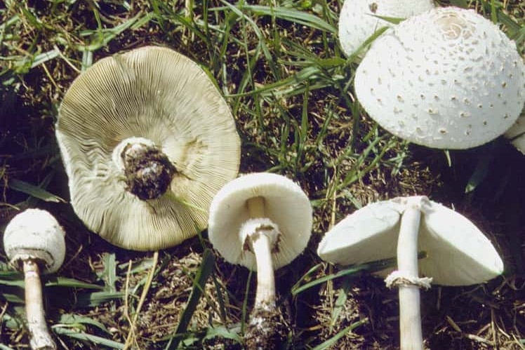Six beige coloured mushrooms with spores arranged on the grass in varying sizes.