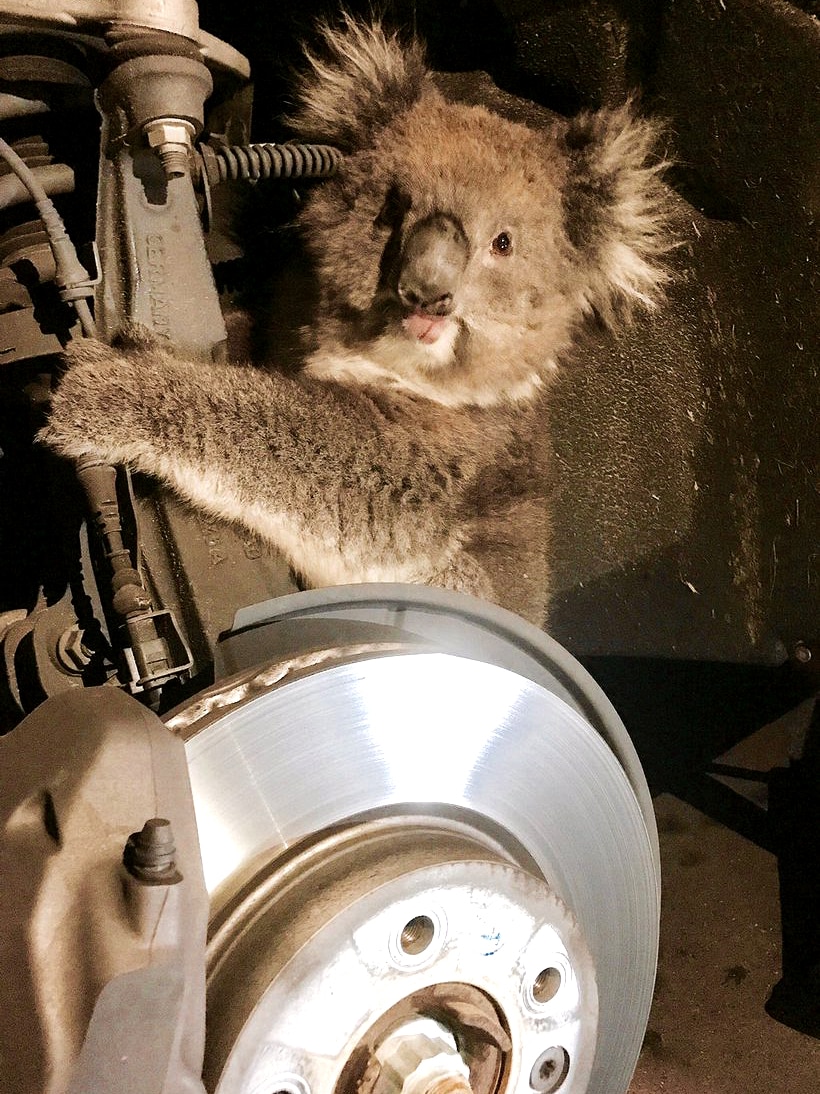 Koala stuck behind wheel in 4WD