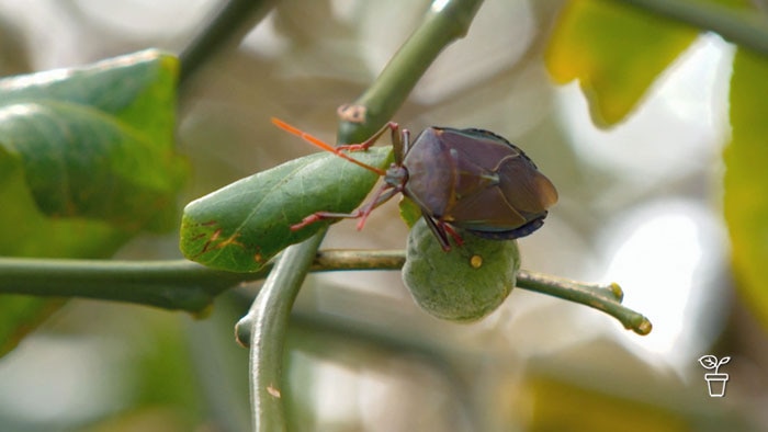 Bug with orange antennae crawling along the stem of a plant