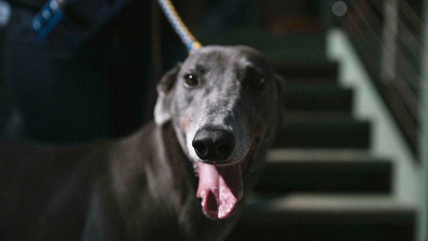 Greyhound rescue groups say the dogs are usually friendly and gentle.