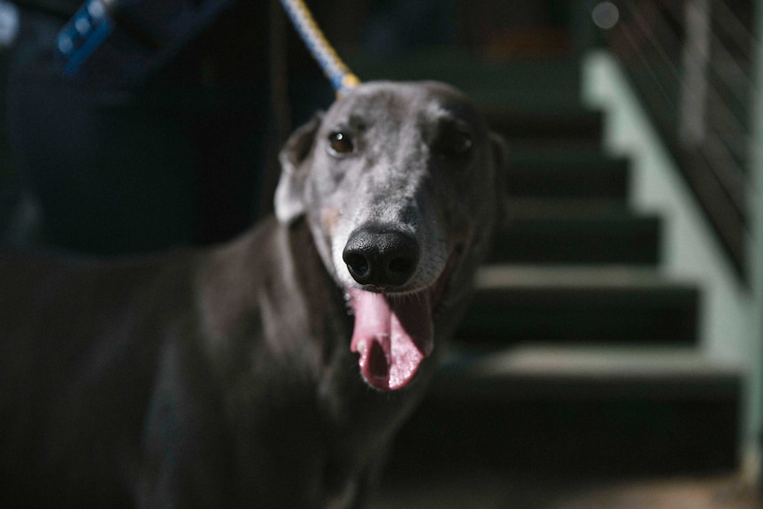 Snazzy at the GAP kennels in Seymour