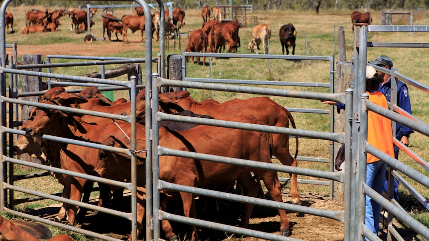 Prisoners herding cattle into a metal yard