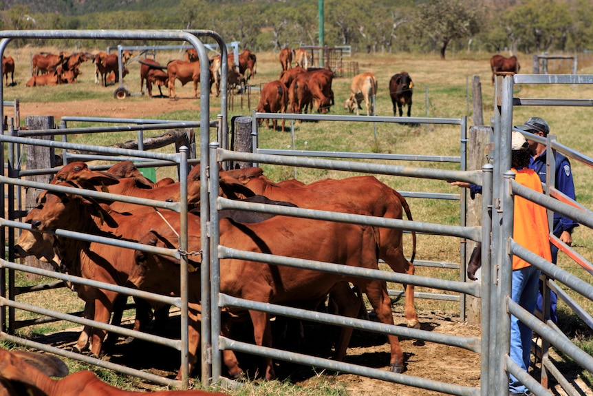 Prisoners herding cattle into a metal yard