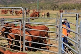 Prisoners herding cattle into a metal yard