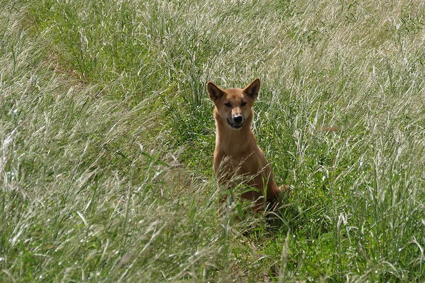 Dingo sunning itself in the long green grass