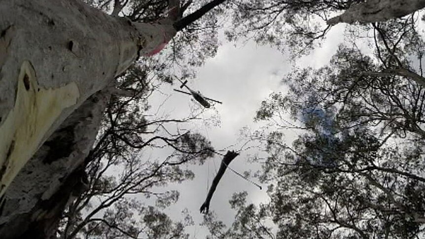 Historic Mouat tree airlifted out Namadgi National Park (Supplied: Richard Snashall)