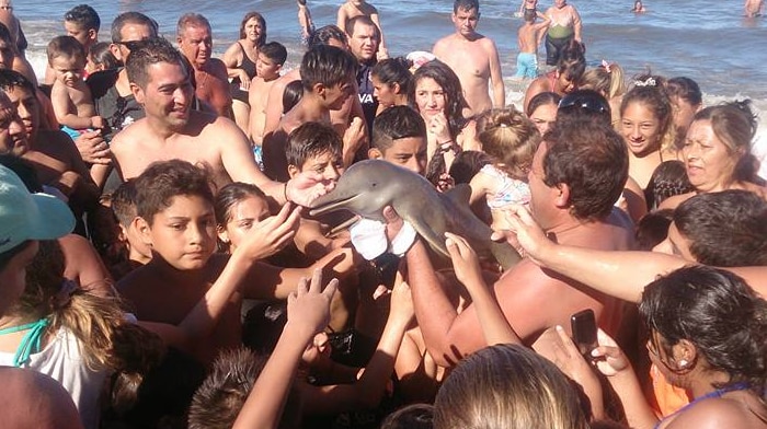 Franciscana dolphin
