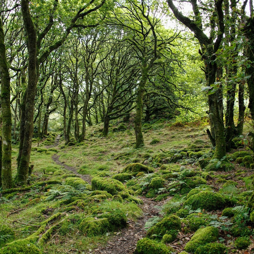 A cool forest of verdant green, with snaking trees coated in moss and a winding path through the centre of the forest