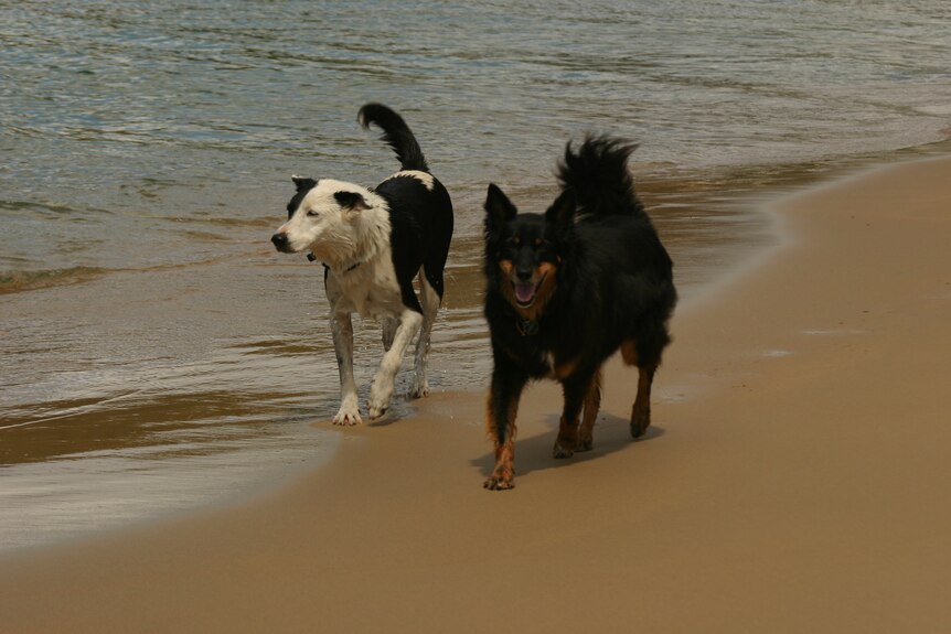 Dogs walk off leash