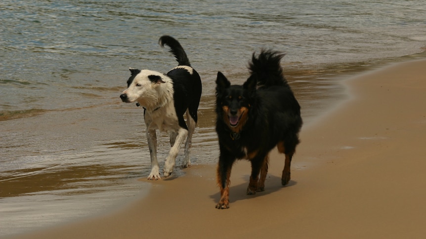 Dogs walk off leash