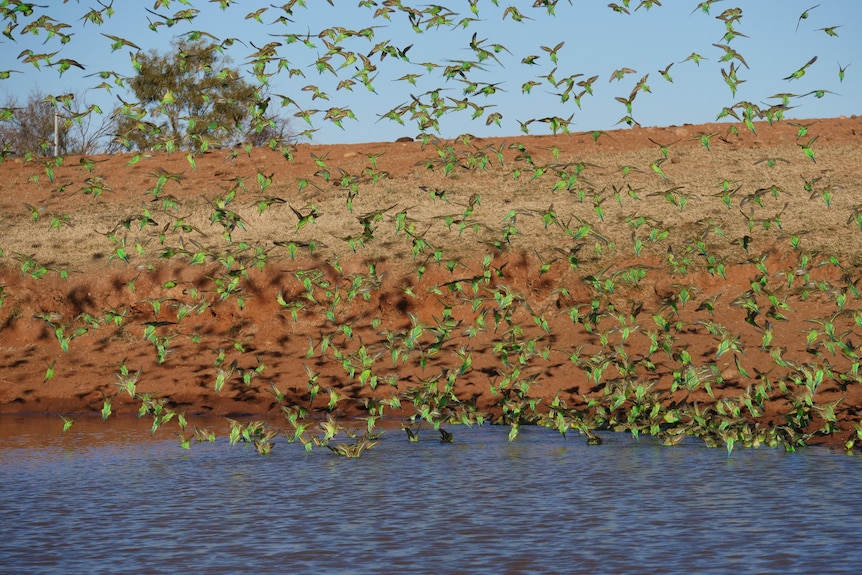 green and gold budgies drinking in brown water. some budgies flying down to water source
