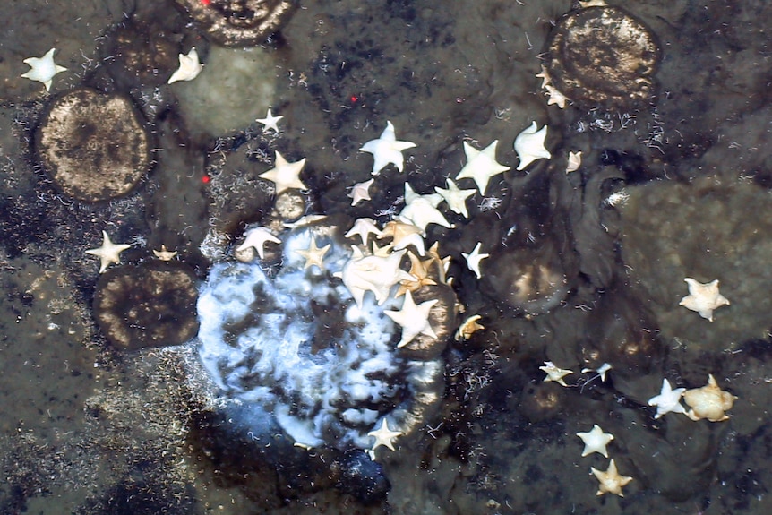 Sponges and sea stars.
