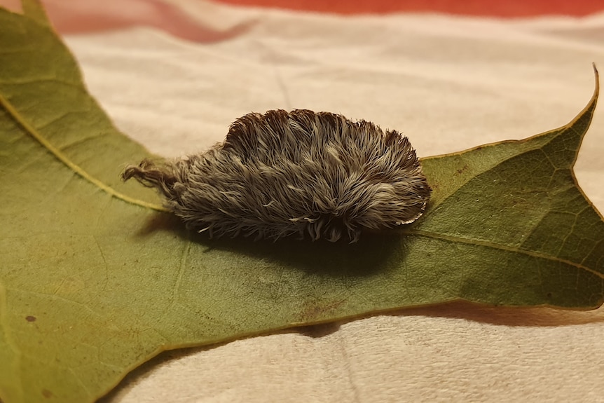 An asp caterpillar sits on a green leaf