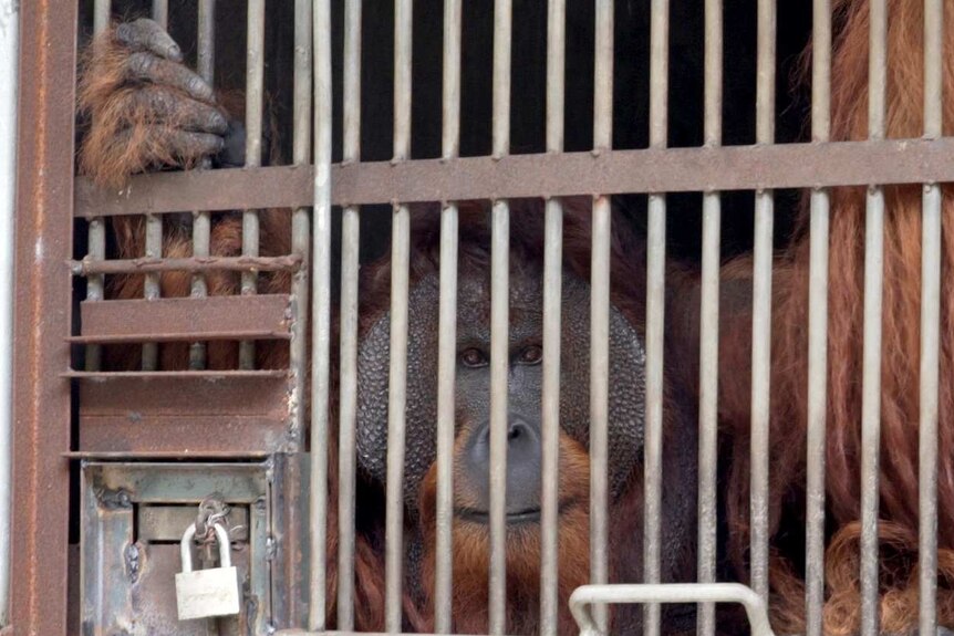 An orangutan peers out while clinging to his cage