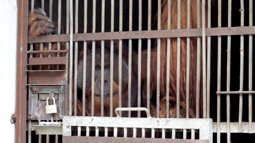 An orangutan peers out while clinging to his cage